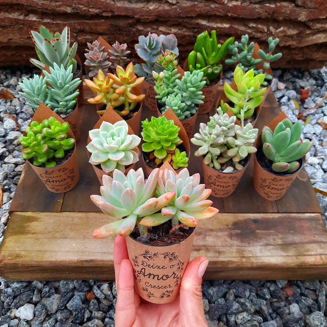Small succulents in brown paper pots arranged on a rustic wooden surface.