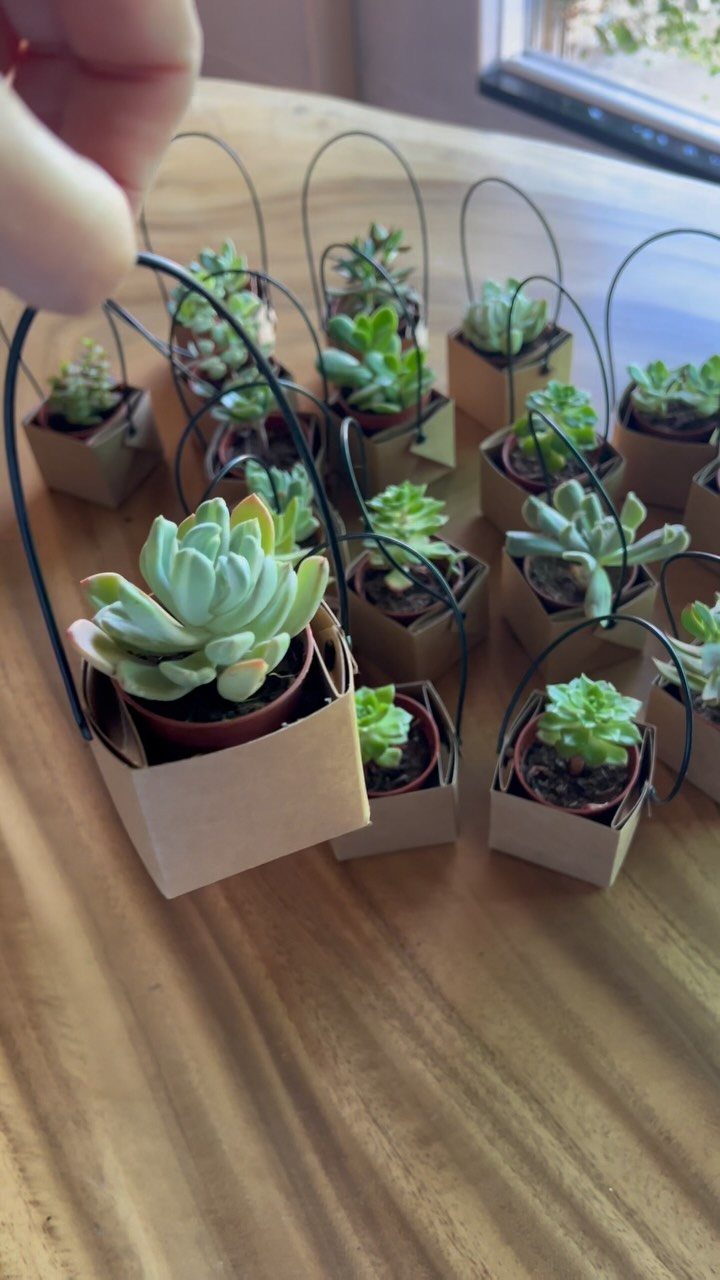 Small succulent plants in brown paper bags with wire handles on wooden table