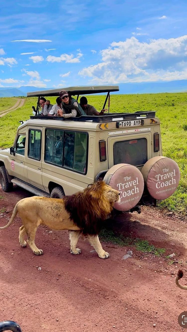 Male lion walking on a dirt road in front of a safari vehicle.