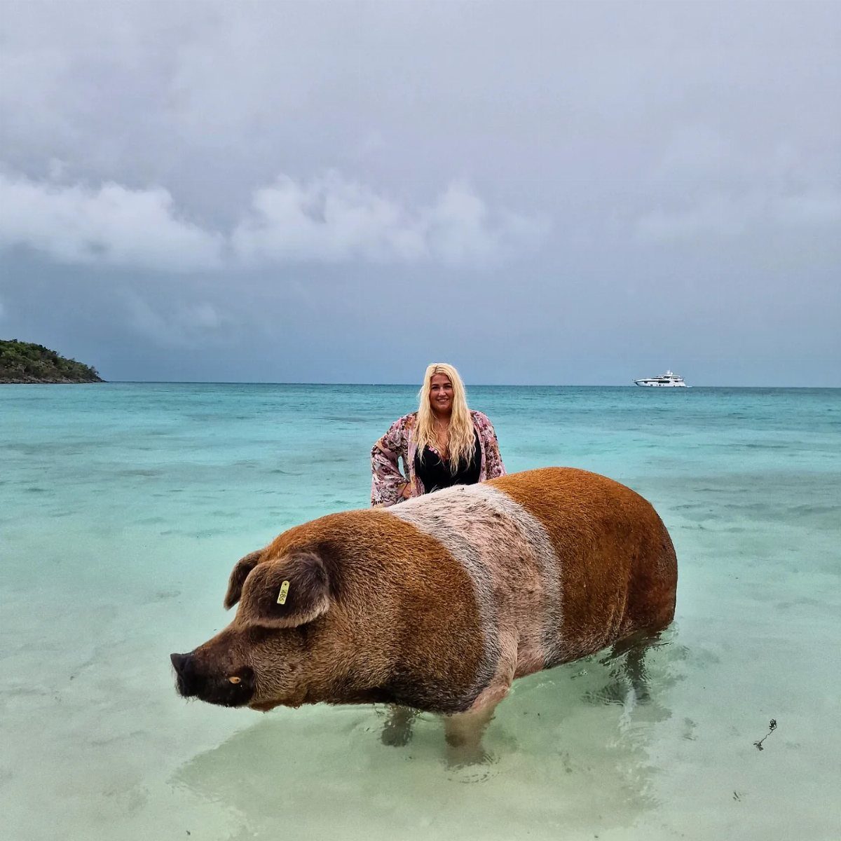 Blonde woman standing in turquoise ocean water next to a large brown pig.